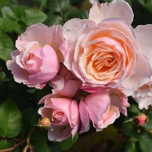 Rosé agropecuarias Nuevo & Wow: Helmbold-angora 20 mm de flor 20 x 70 cm 