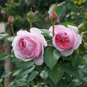 Nuevo & Wow: Helmbold-angora 20 mm de flor Rosé agropecuarias 20 x 70 cm 